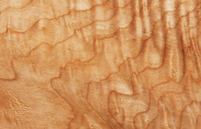 Curly Maple wood